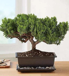 Juniper Bonsai Flowers