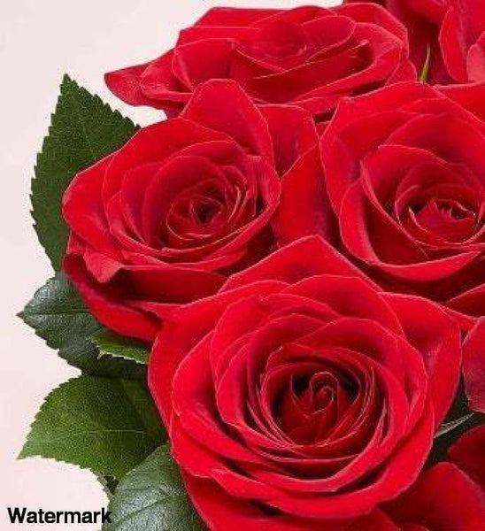 Lovely Lady Red Roses - Voiceopin International: Child Abuse Information & Online Shopping Center