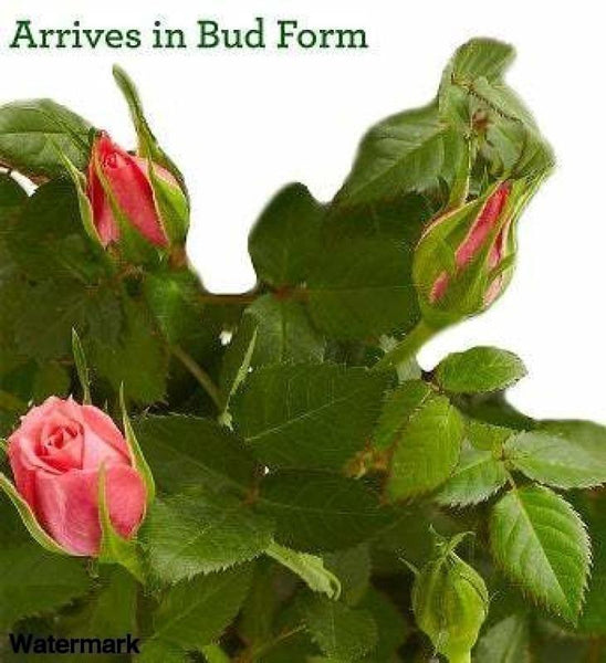 Mother Nature's Rose Plant Flower - Voiceopin International: Child Abuse Information & Online Shopping Center