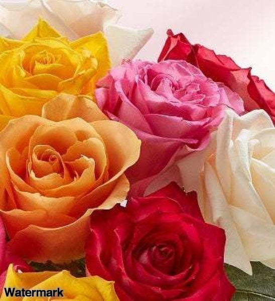 Rainbow Love Roses - Voiceopin International: Child Abuse Information & Online Shopping Center